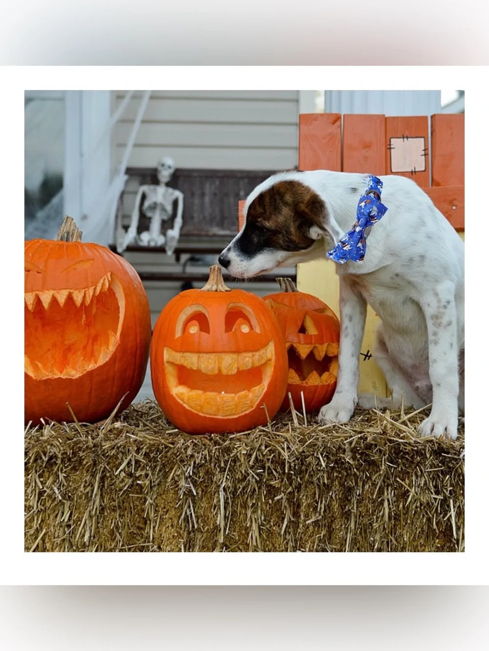 Halloween Dog Collar - Shark With Pumpkin Holiday Pet Bow Collar Size Small